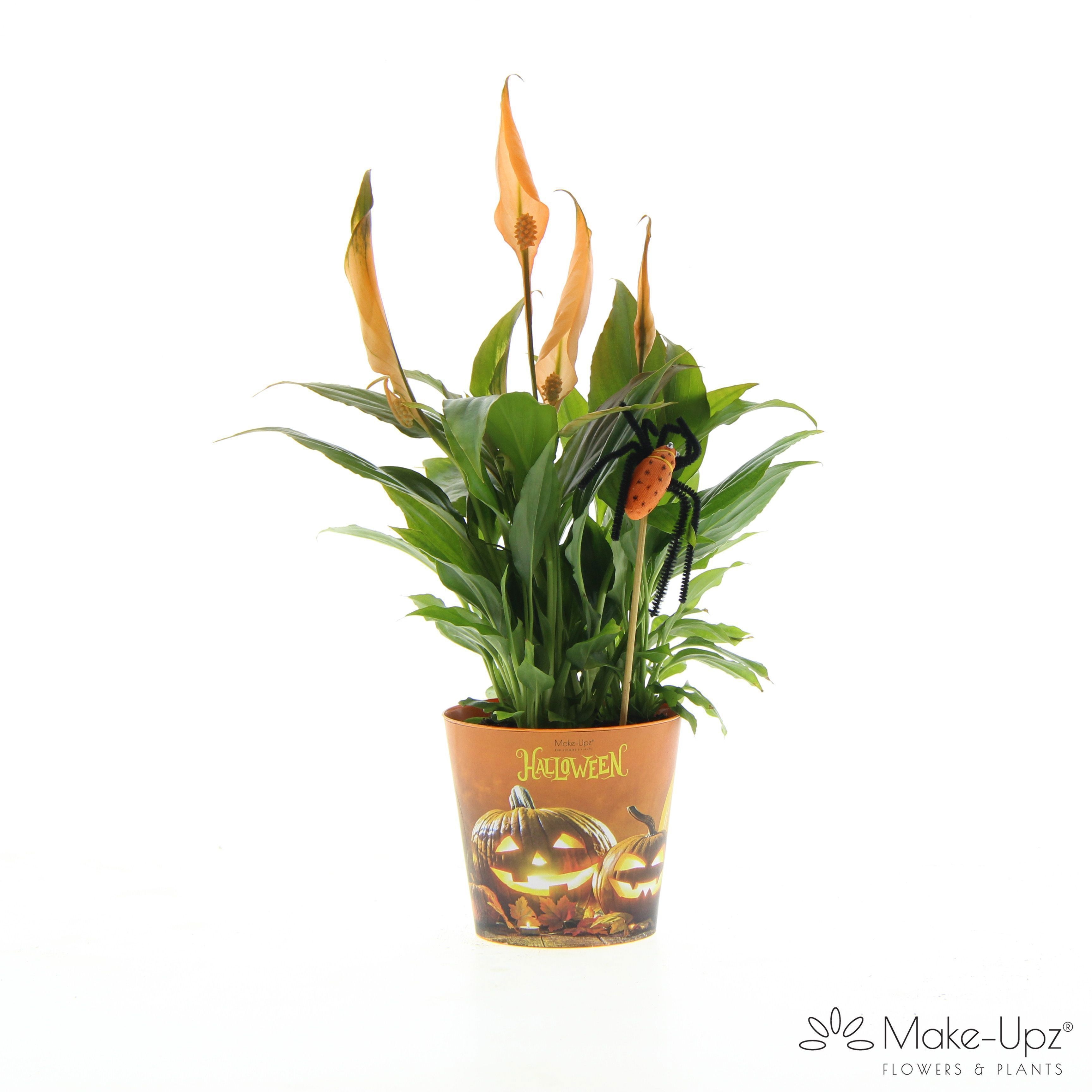 Spathiphyllum 10,5 cm Make-Upz Halloween, D 10,5