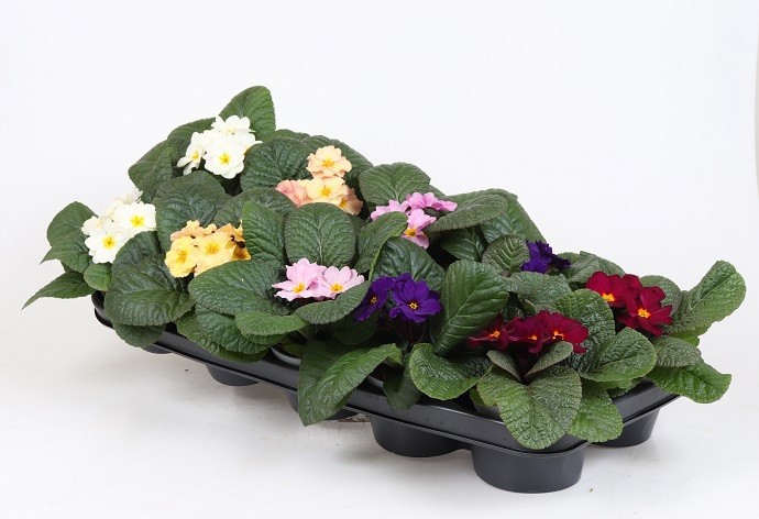 PRIMULA VULGARIS-HYBRID 'MIX', D 11