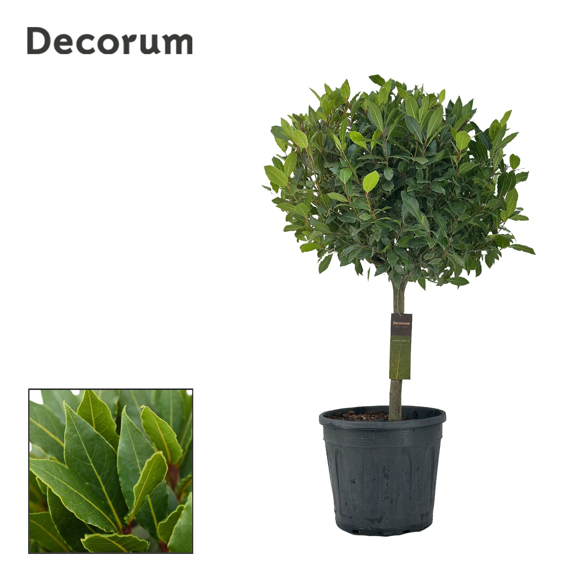 Laurus nobilis Bol op stam, D 30