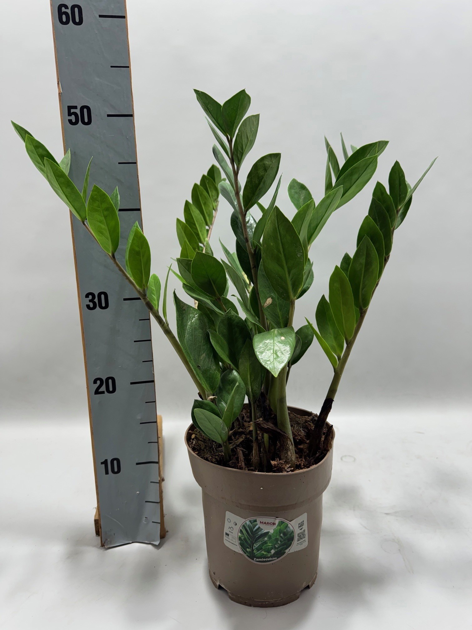 Zamioculcas P17 50cm 6+ veren, D 17