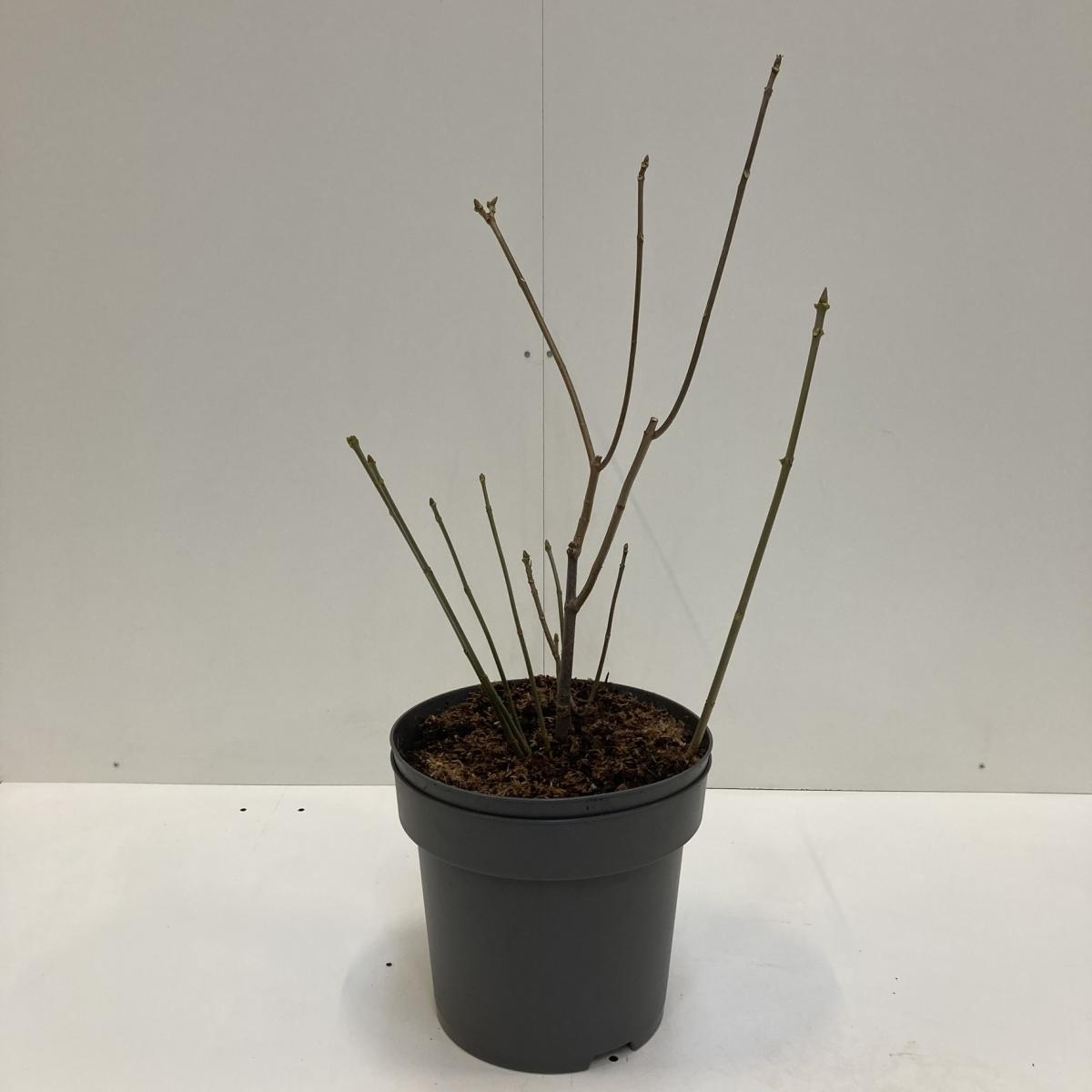 Aesculus parviflora, D 32 cm