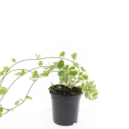 Vinca major 'Variegata', D 14 cm