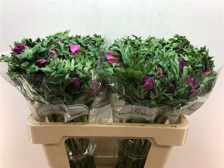 Анемон Галил Перпл 50 (фиолет.), шт.