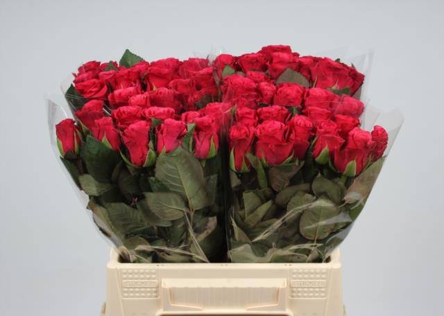 Роза од. Такази+ 40, шт.