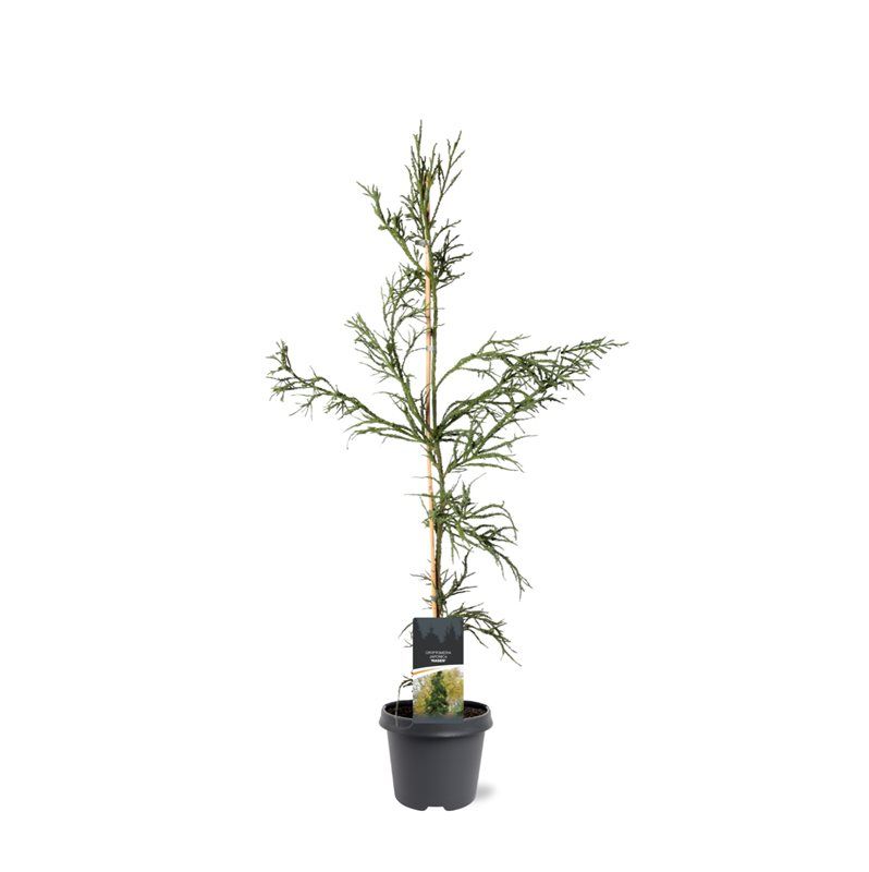 Cryptomeria japonica 'Rasen', D 23 cm Cryptomeria japonica 'Rasen', D 23 cm
