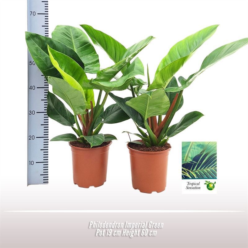 Philodendron Imperial Green, D 19