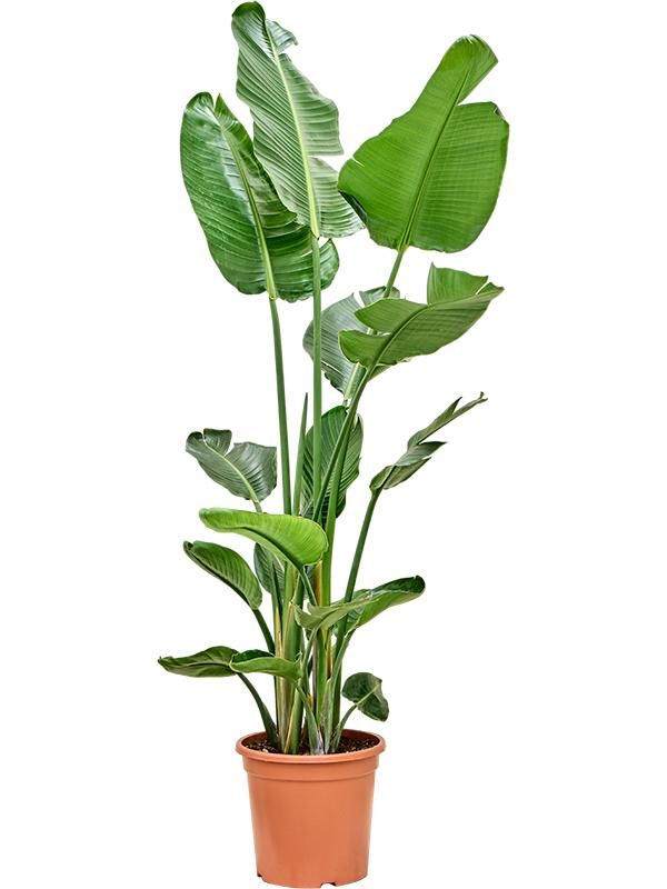 Strelitzia nicolai (190-200), D 32 cm