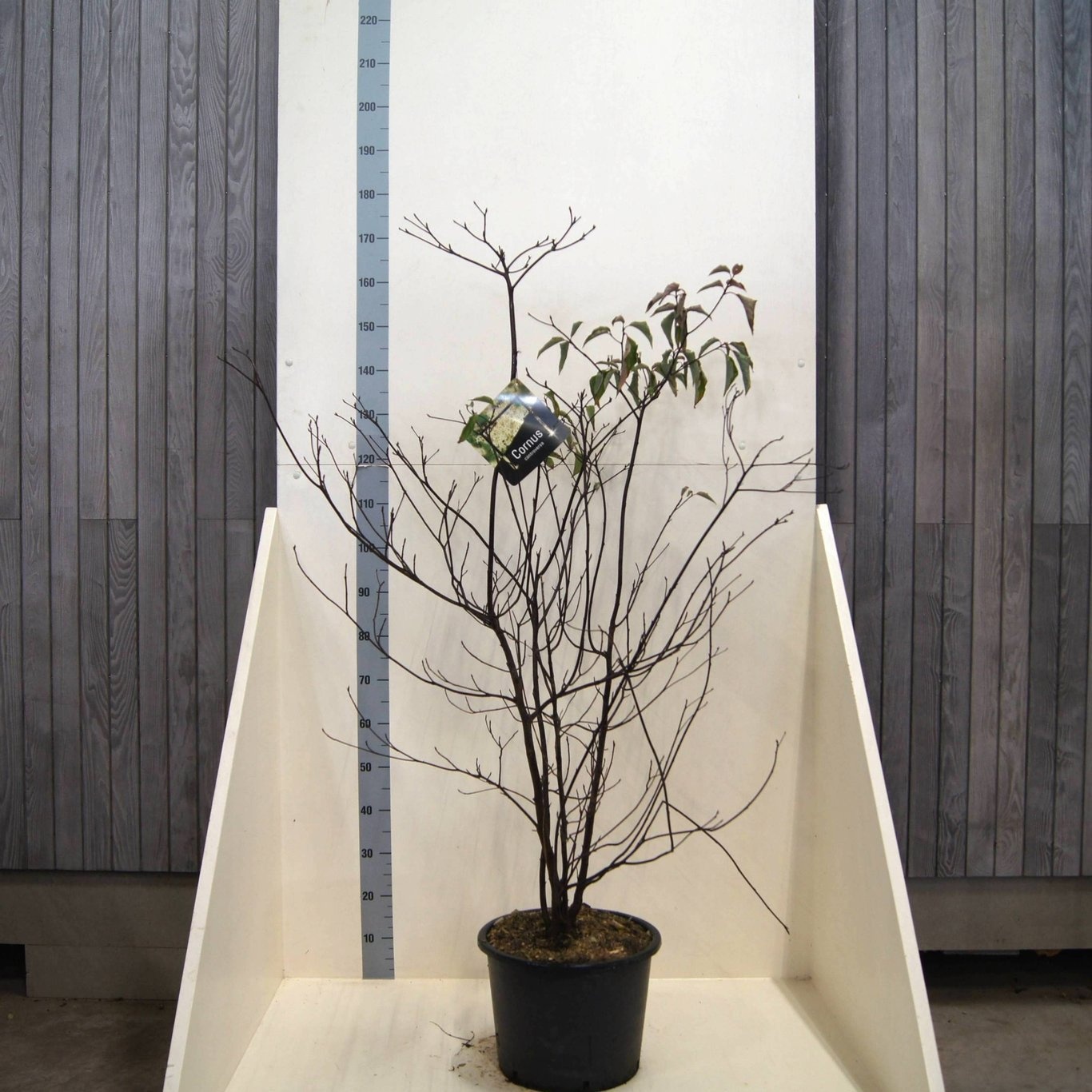 Cornus controversa, D 40