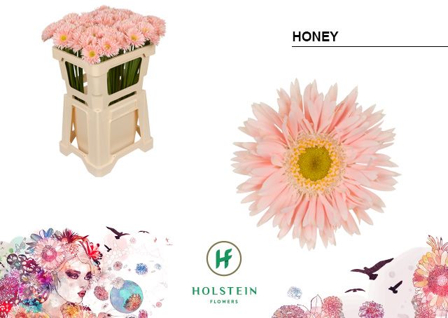 Гермини Спайдер Хани, шт.