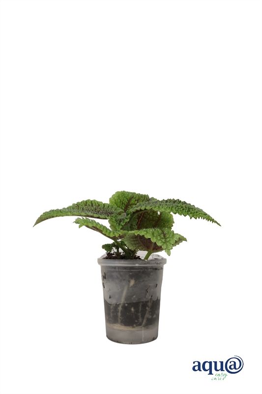 Pilea p06 Moon Valley Aqu@, D 6