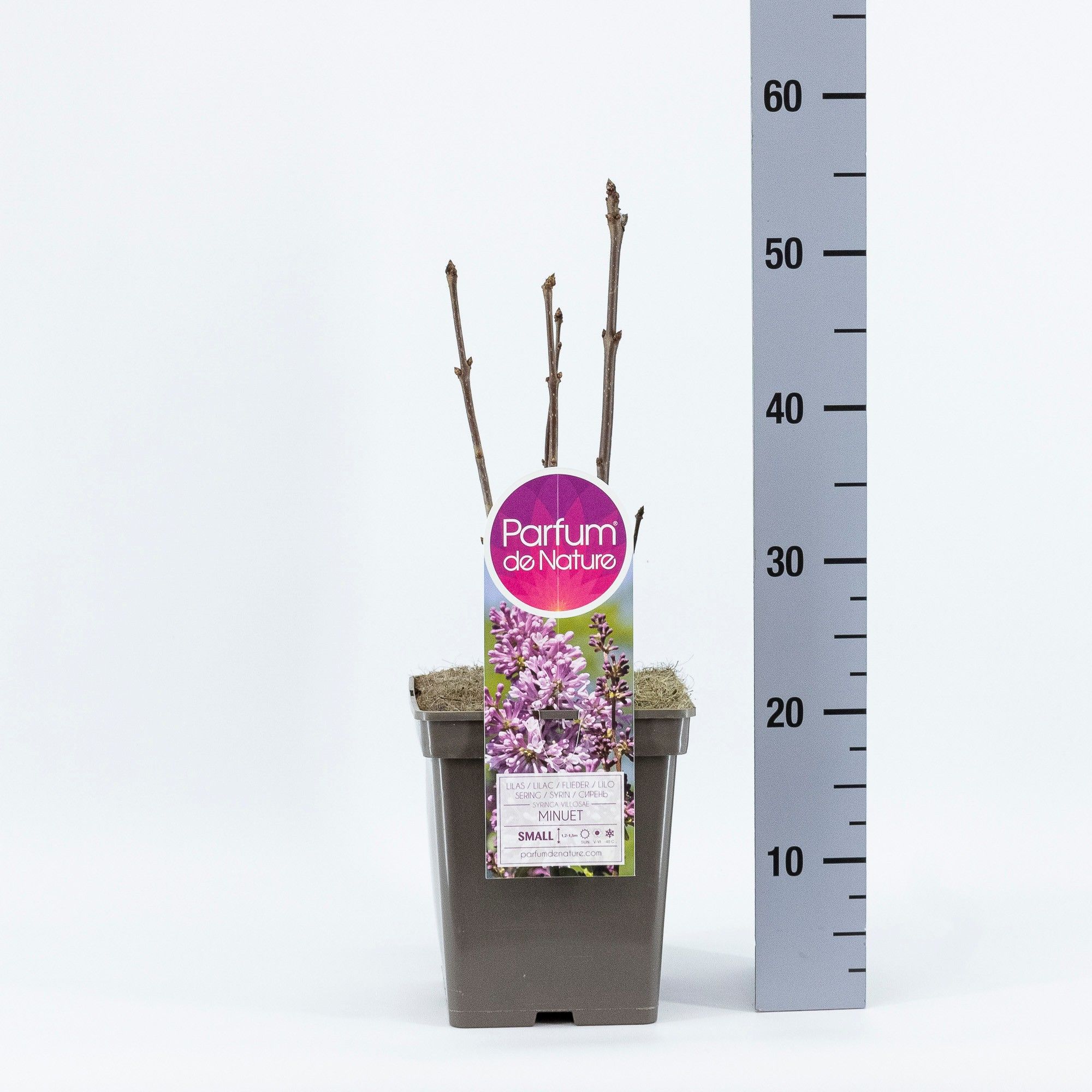 Syringa (V) Minuet, C5, D 23 cm