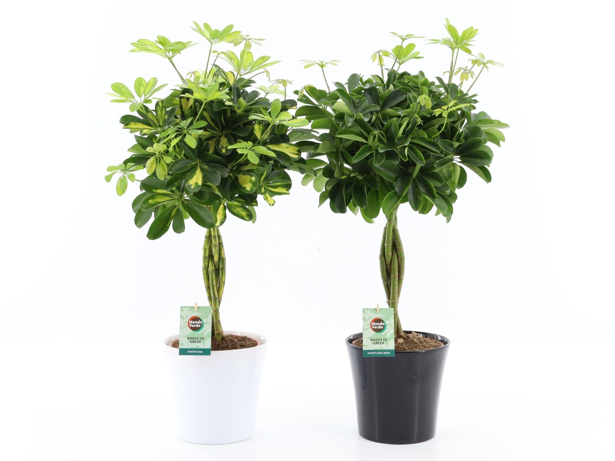 Schefflera arboricola Mix gevlochten stam in Zwart & Wit keramiek, D 22
