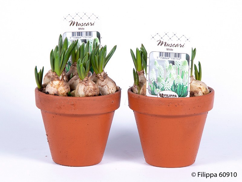 MUSCARI ARMENIACUM, D 10