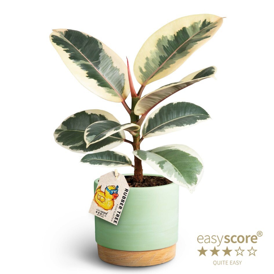FICUS ELASTICA 41120788 WB Matcha Tineke, D 12