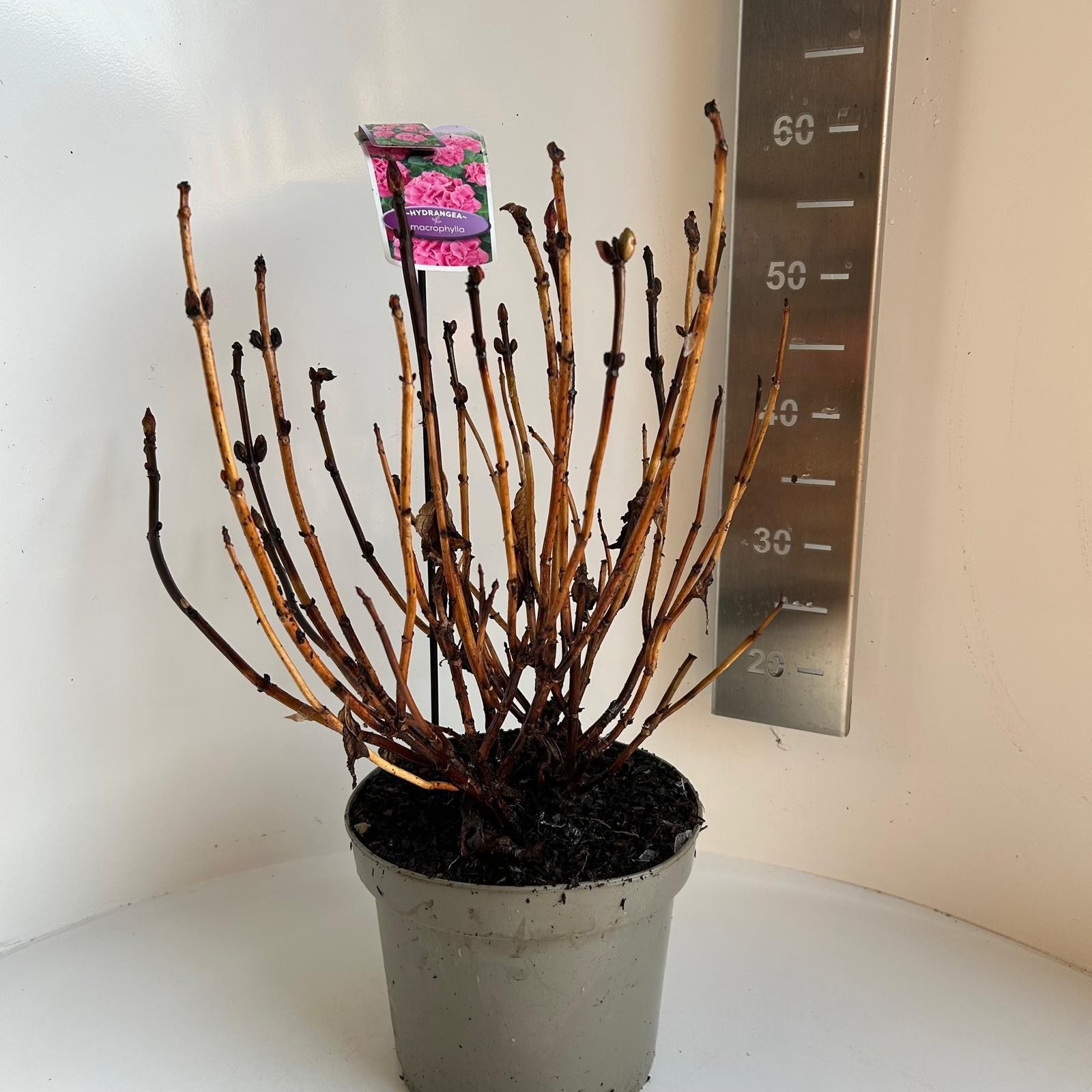 Hydrangea macrophylla Sarena Pink, D 23