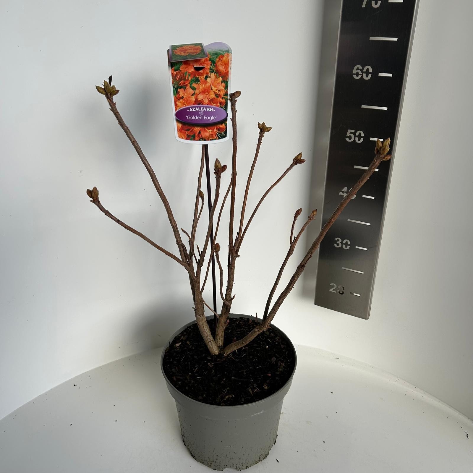 Azalea knaphill Golden Eagle, D 23