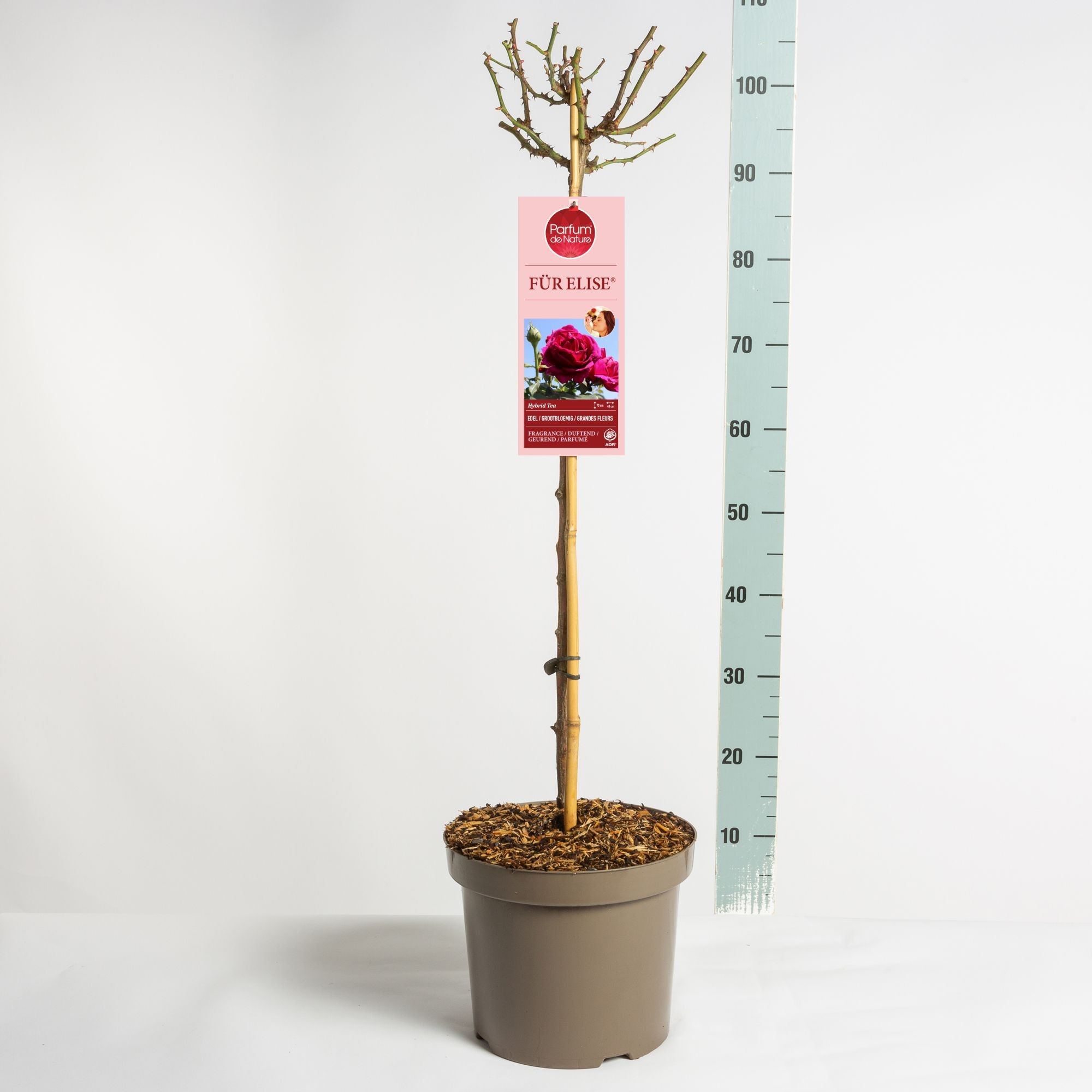 Parfum de Nature Für Elise ®, stam 70, C7.5, D 26 cm