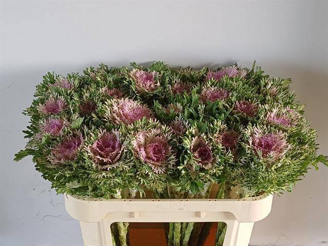 Брассика Крэйн Кинг 70, шт.