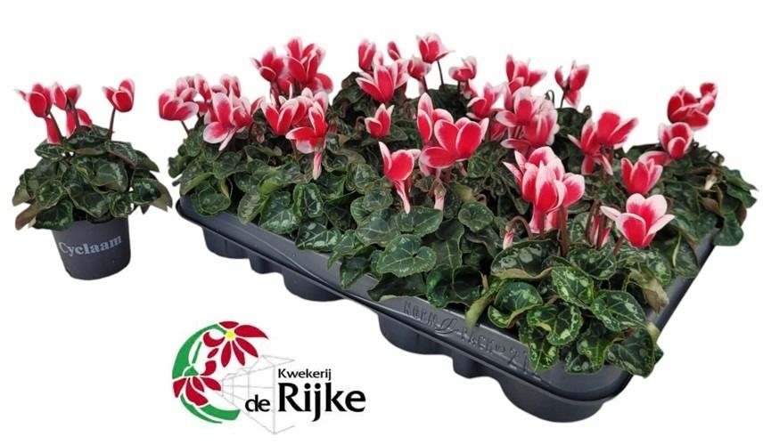 Cyclamen P7 Fantasia, D 7 cm Cyclamen P7 Fantasia, D 7 cm
