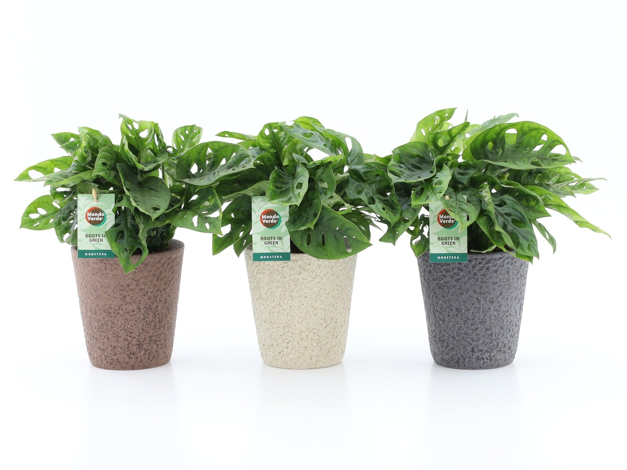 Monstera Adansonii in Nature keramiek, D 13