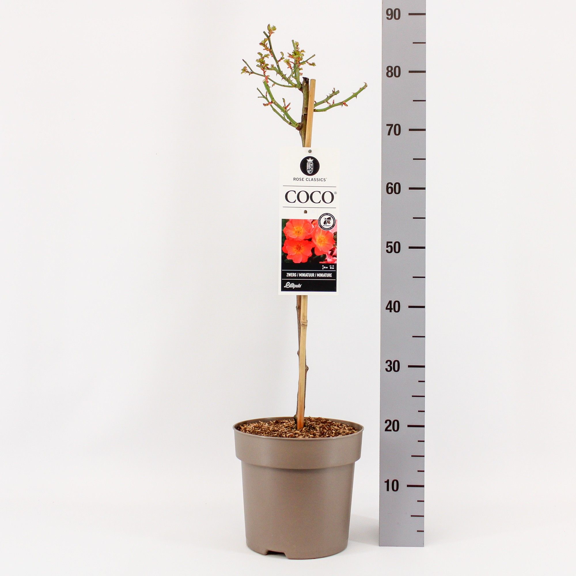 Rosa (M) Coco ®, stam 50, C6, D 24 cm