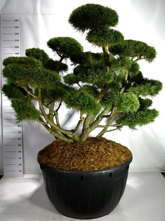 Pinus mugo 'Gnom', D 110