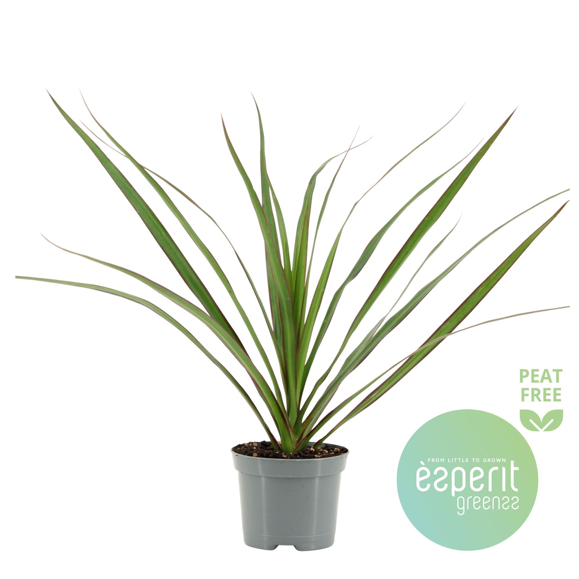 Dracaena Marginata, D 8,5