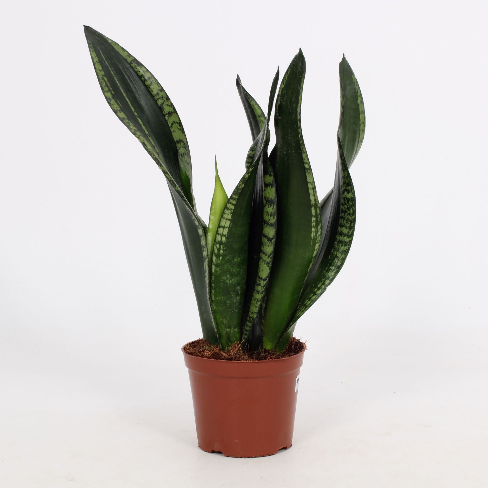 Sansevieria Whitney 12cm, D 12 cm Sansevieria Whitney 12cm, D 12 cm
