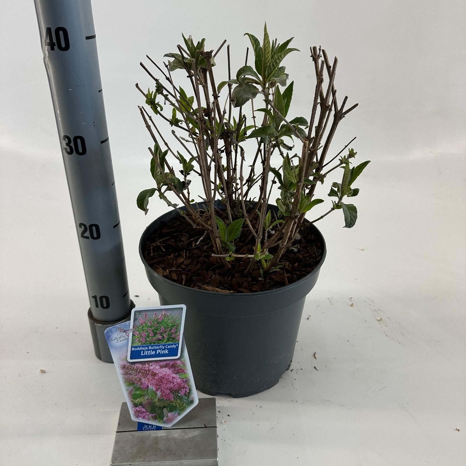 Buddleja d. Butt. Candy® Little Pink ('BotEx 005'PBR), D 23