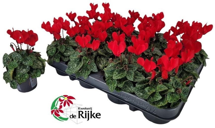 Cyclamen P7 Rood, D 7 cm Cyclamen P7 Rood, D 7 cm