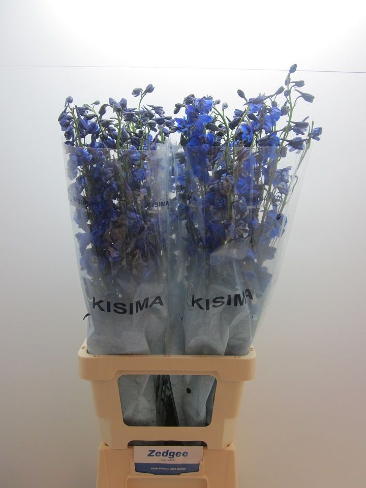 Дельфиниум од. Си Волтз 80, шт.