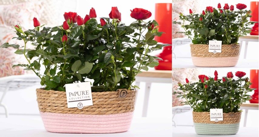 2x Rosa red in P&PURE Fieldbasket 7, D 12