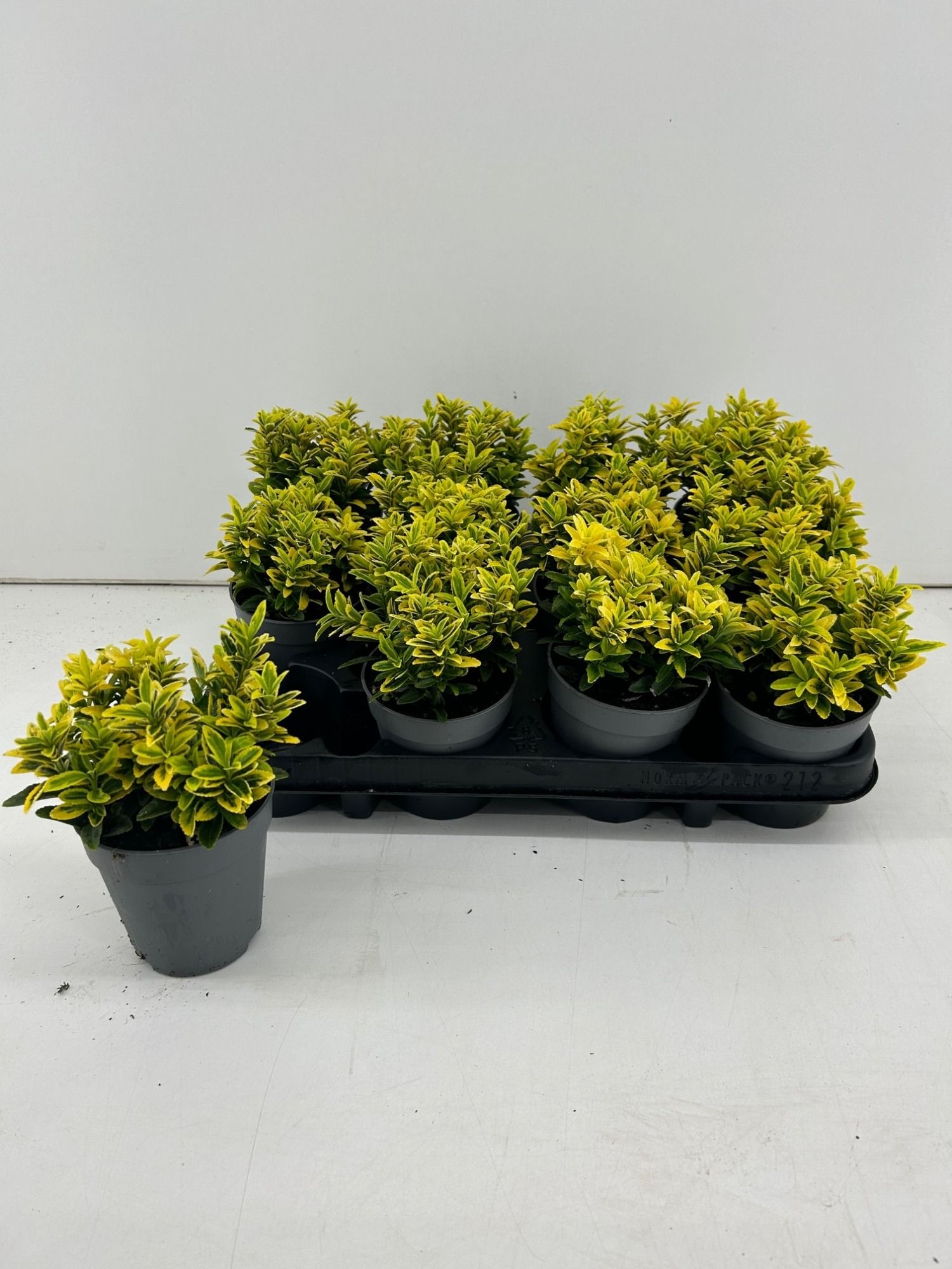 TDM P9 : Euonymus Japonicus Microphyllus 'Gold' P9, D 9
