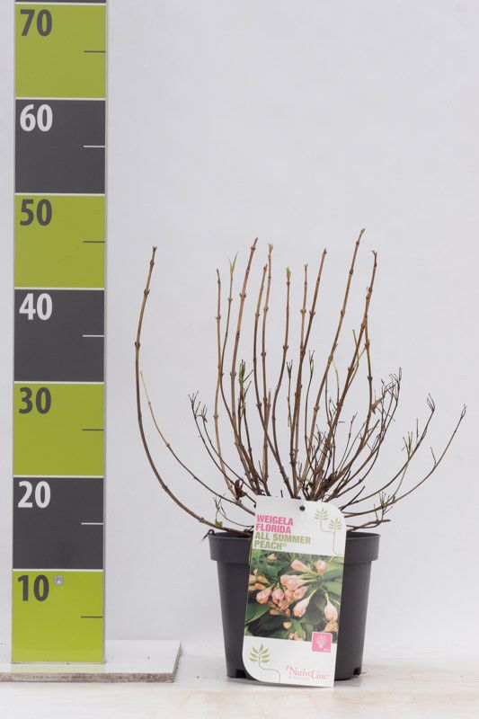 Weigela florida 'All Summer Peach' (S), D 19