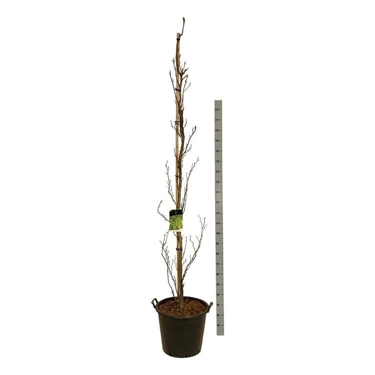 Fagus syl. 'Dawyck', D 50 cm