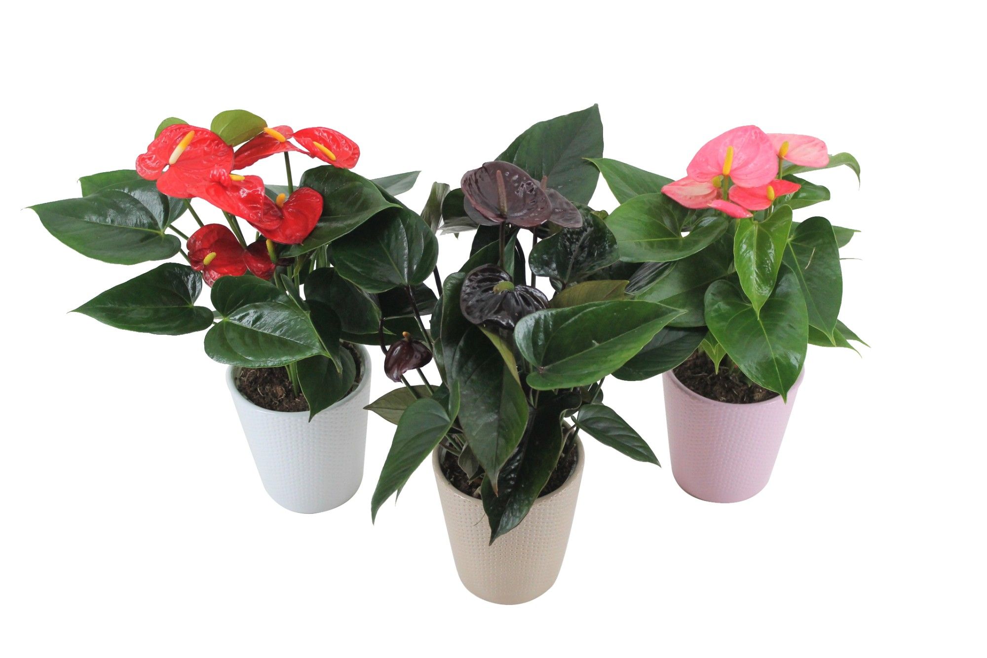 Anthurium Flamingomix 12cm in keramieken pot, D 12