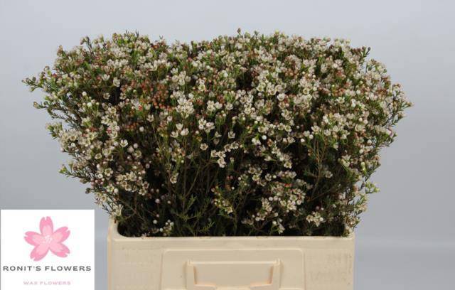 Шамелациум Блонди 60, шт.