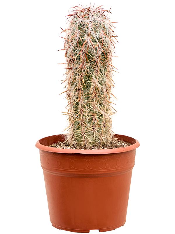 Oreocereus celsianus, D 30