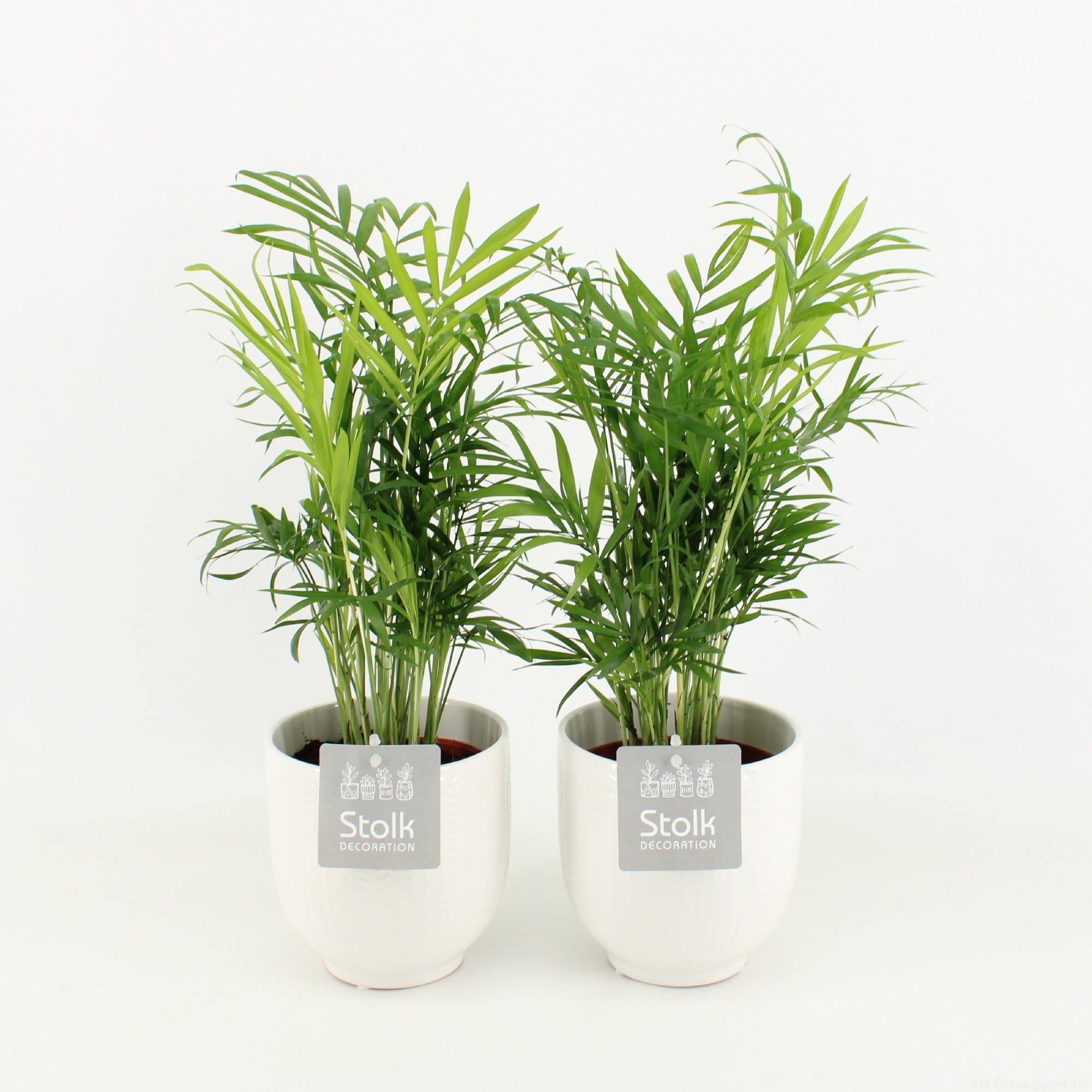 Chamaedorea in Liv keramiek pot, D 13