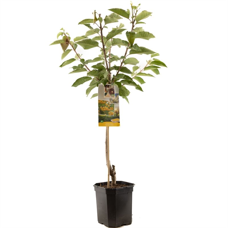 Prunus avium Donissens Gold laagst Zoete gele kers, D 24