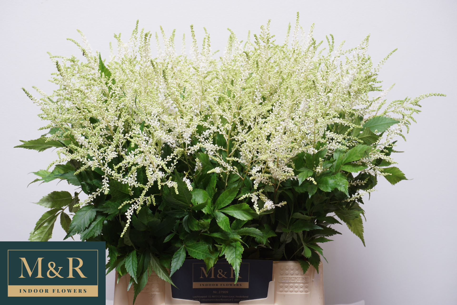 Астильба Вашингтон 50, шт.