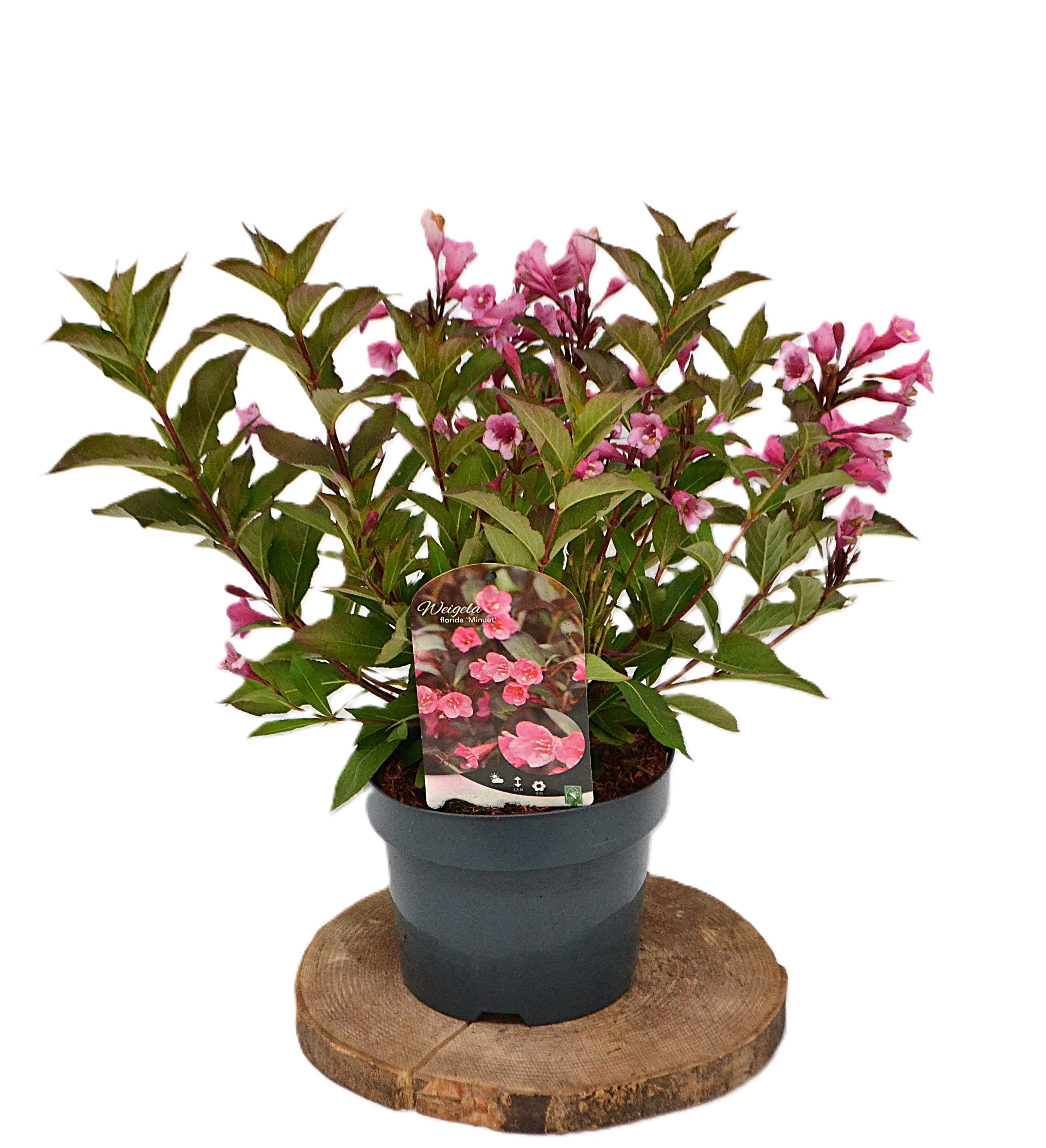Weigela Minuet C3, D 19