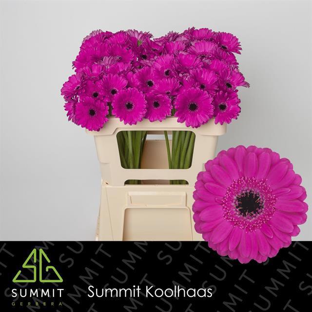 Гермини Анна, шт.