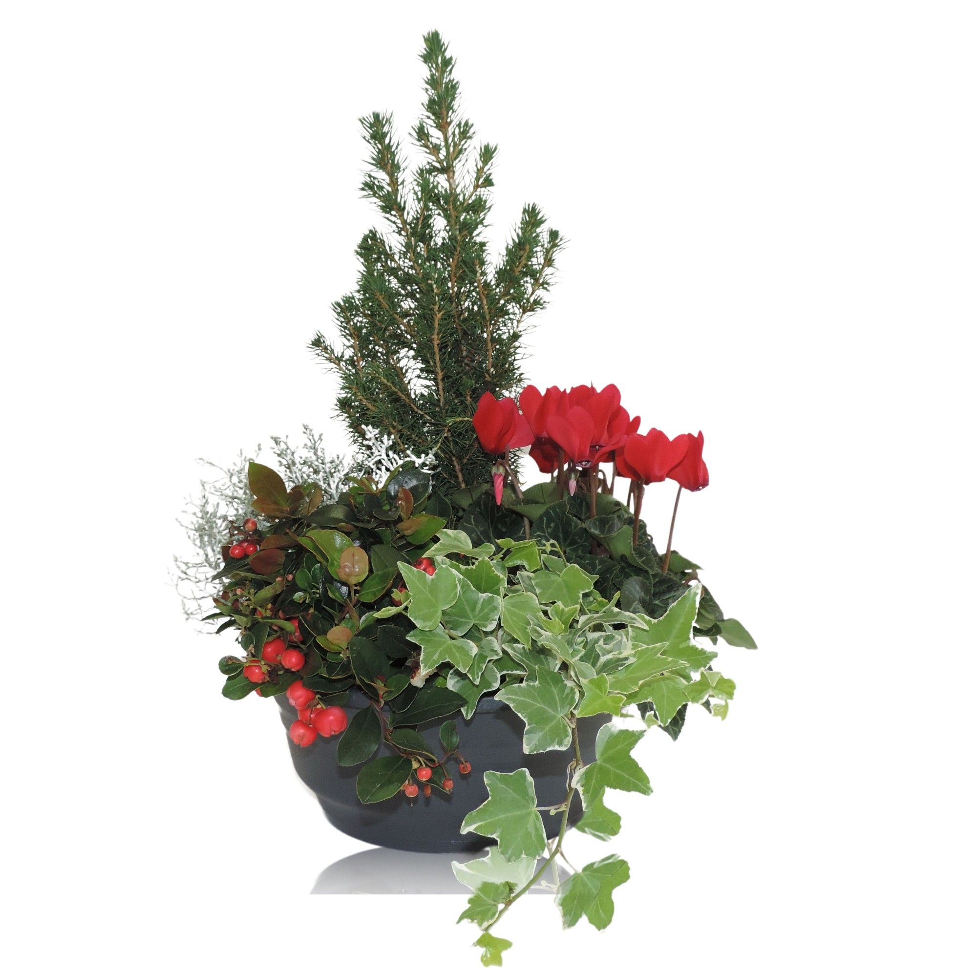 Arrangement Winter Classic in Schaal 23 cm, D 23