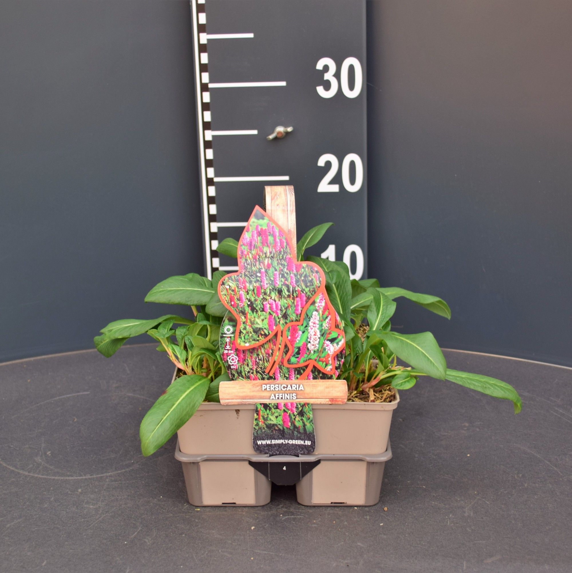 Persicaria affinis (4-Pack), D 9 cm