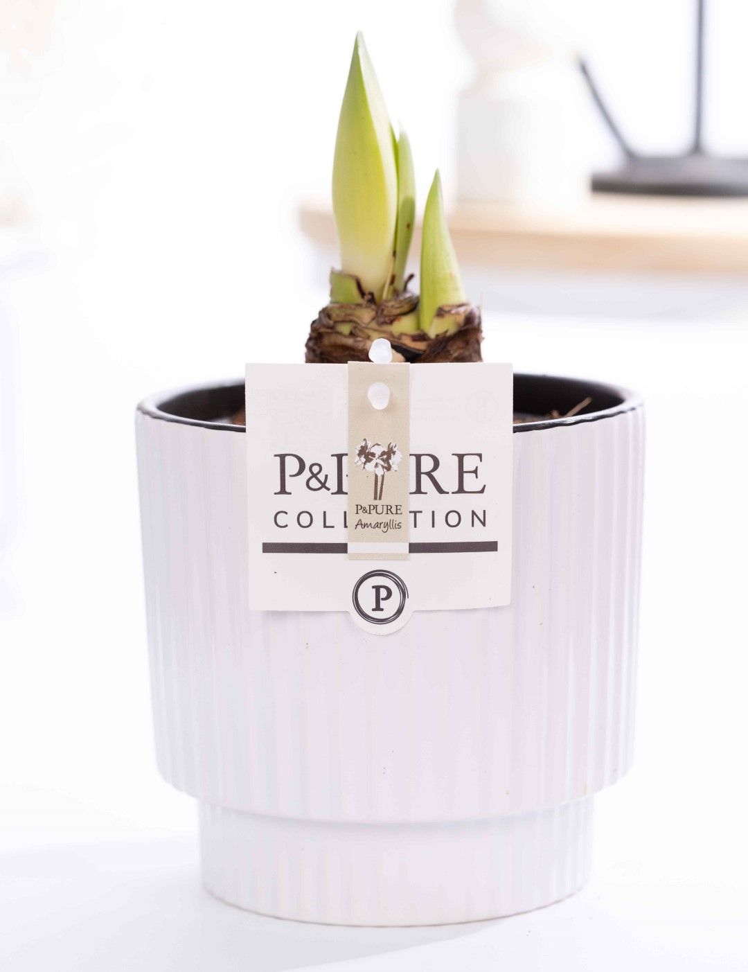 Hippeastrum white in P&PURE Ivy ceramics shiny white, D 12