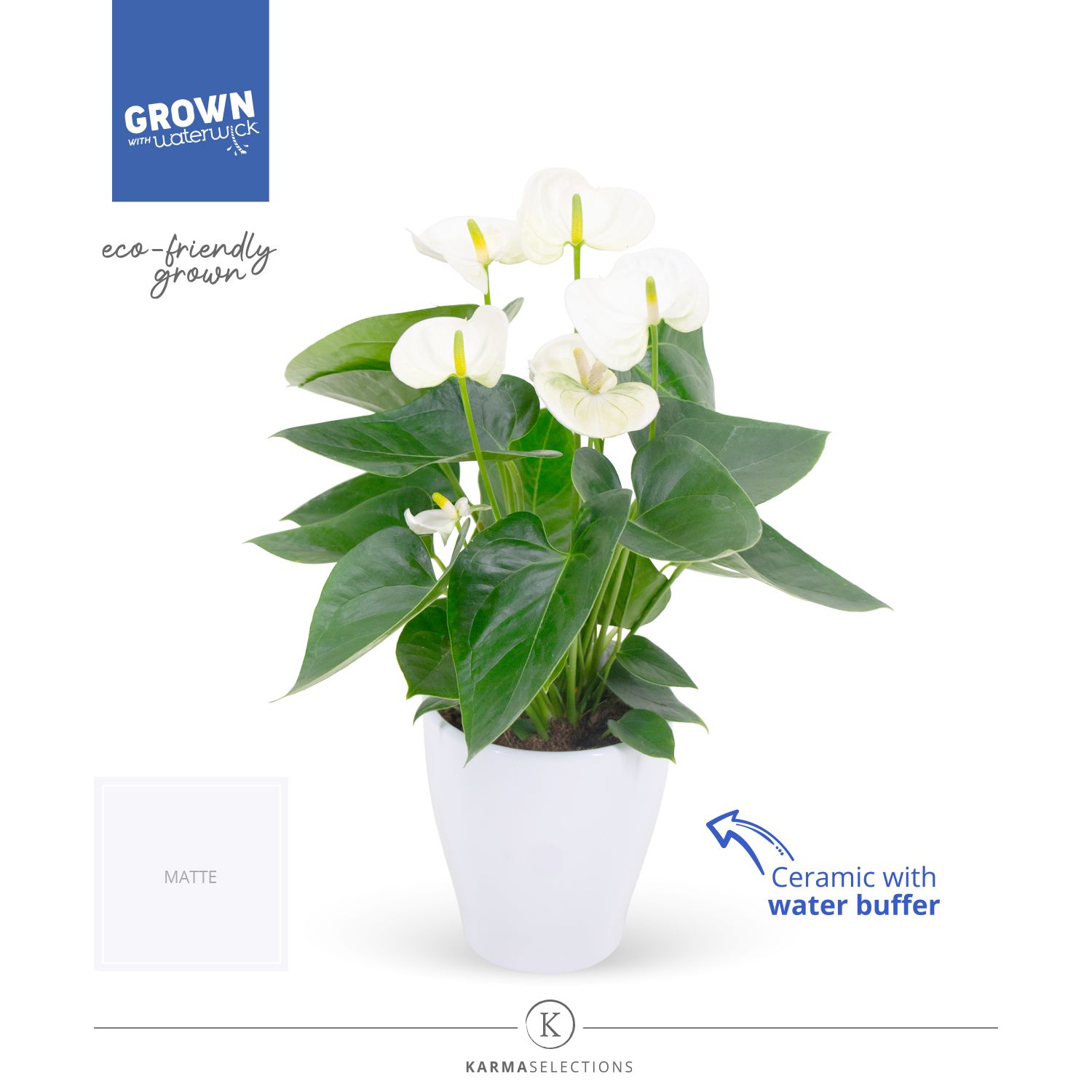 Mimesis Anthurium KARMA White - Carolina White, D 12 cm