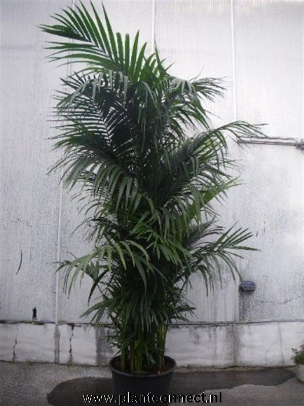 Howea forsteriana, D 50