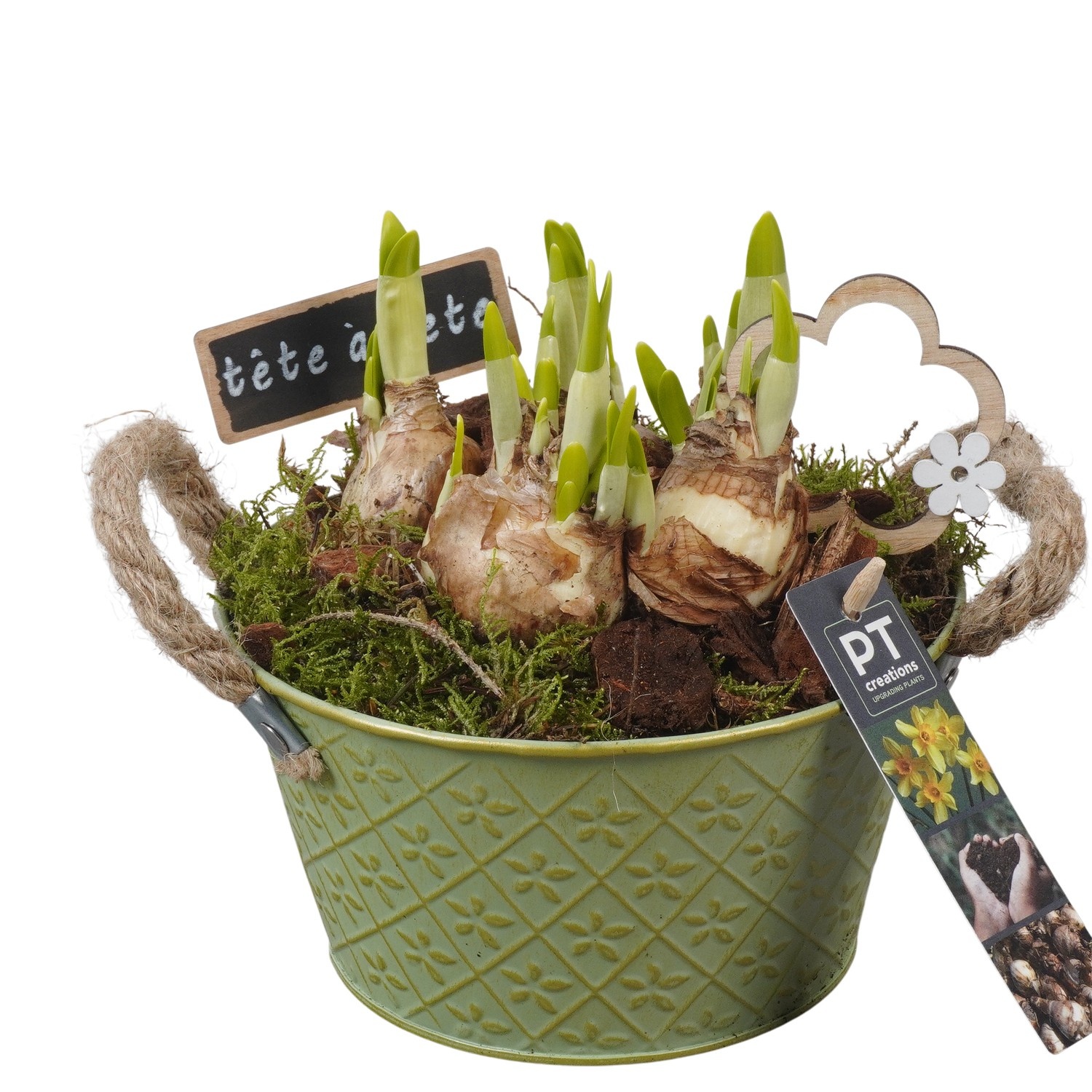 PTN8563 Arrangement Narcissus in zink pot, D 18