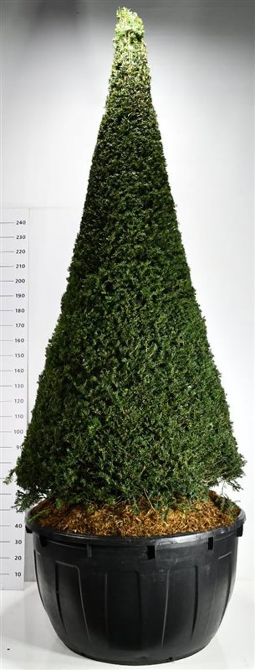 Taxus baccata, D 110